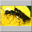 Cephidae sp - Halmwespe 02b Paarung.jpg